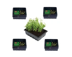 40 Small Seed Trays Half Size Plastic Seeding Starter Tray Reusable 21.5 X 17cm