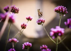 Acana Spray Moth Killer For Carpet & Fabric Lavender 500ml 6 Acana Spray Moth Killer For Carpet & Fabric Lavender 500ml -Outsunny Garden Zone acana spray moth killer for carpet fabric lavender 500ml5060214391665 03c MP