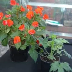 Agralan Capillary Matting Black (One Size) -Outsunny Garden Zone agralan capillary matting black one size 5059444061912 04c MP