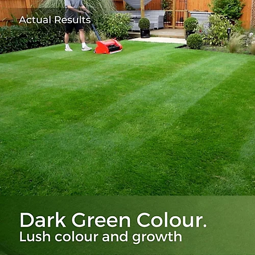 American Dark Green Grass Seed 2kg (30-100m²) 2 American Dark Green Grass Seed 2kg (30-100m²) - Image 2