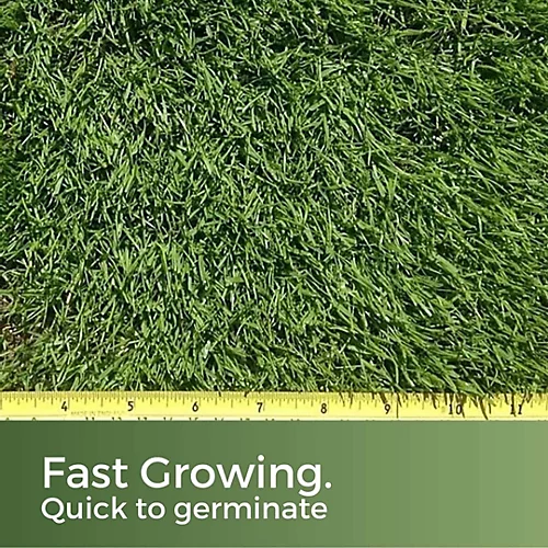 American Dark Green Grass Seed 2kg (30-100m²) 3 American Dark Green Grass Seed 2kg (30-100m²) - Image 3