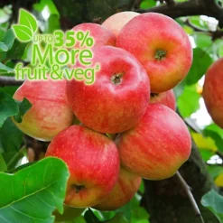 Baby Bio Outdoor Fruit And Vegetable Feed Concentrate 2 X 750 Ml -Outsunny Garden Zone baby bio outdoor fruit and vegetable feed concentrate 2 x 750 ml5059331216616 03c MP