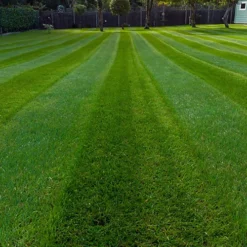 BS Economy Grass Seed (1 X 10kg)