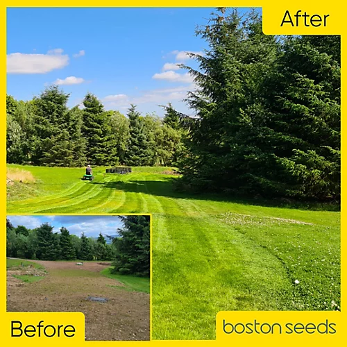 BS Economy Grass Seed (1 X 10kg) 2 BS Economy Grass Seed (1 X 10kg) - Image 2