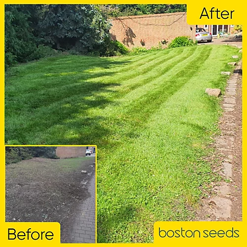 BS Economy Grass Seed (1 X 10kg) 3 BS Economy Grass Seed (1 X 10kg) - Image 3