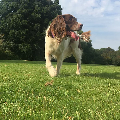 BS Economy Grass Seed (1 X 10kg) 4 BS Economy Grass Seed (1 X 10kg) - Image 4