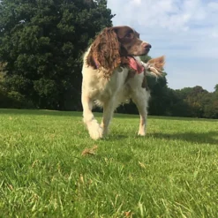 BS Economy Grass Seed (1 X 20kg) -Outsunny Garden Zone bs economy grass seed 1 x 20kg 00003518 06c MP