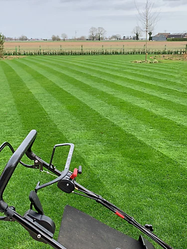 BS Premier Lawn Grass Seed (1 X 20kg) 1 BS Premier Lawn Grass Seed (1 X 20kg)