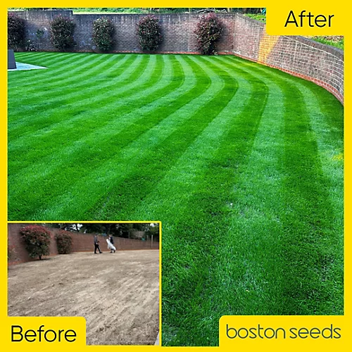 BS Premier Lawn Grass Seed (25 X 20kg) 3 BS Premier Lawn Grass Seed (25 X 20kg) - Image 3