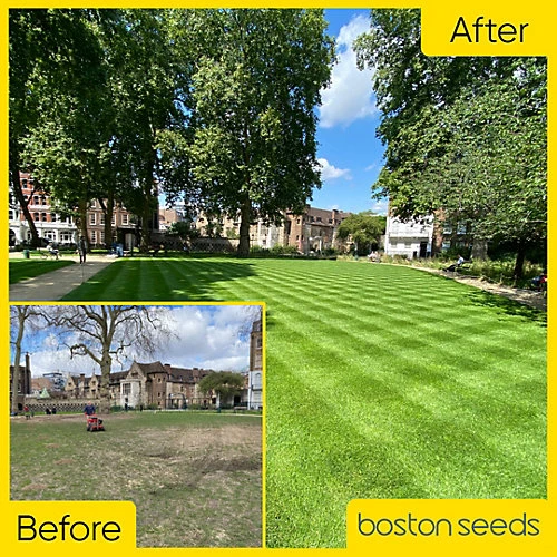 BS Quality Hard Wearing Lawn Seed (1 X 5kg) 2 BS Quality Hard Wearing Lawn Seed (1 X 5kg) - Image 2