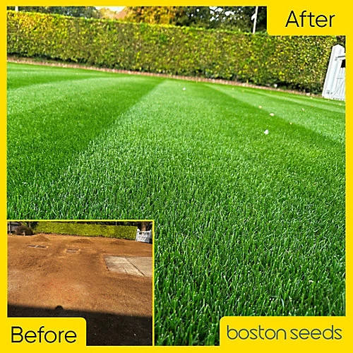 BS Quality Hard Wearing Lawn Seed (1 X 5kg) 4 BS Quality Hard Wearing Lawn Seed (1 X 5kg) - Image 4