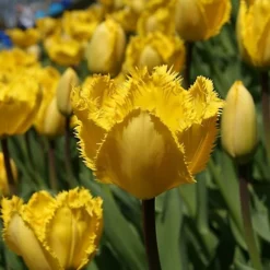 BS Quality Hard Wearing Lawn Seed (5 X 20kg)