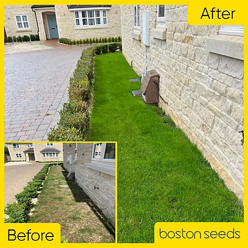 BS Renovator - Lawn Repair Grass Seed (1 X 5kg) 2 BS Renovator - Lawn Repair Grass Seed (1 X 5kg) - Image 2