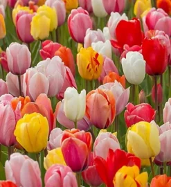 BS Shady Place Grass Seed (1 X 2kg)