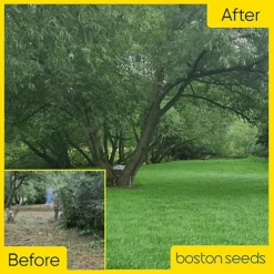 BS Shady Place Grass Seed (1 X 5kg) -Outsunny Garden Zone bs shady place grass seed 1 x 5kg 00003544 03c MP