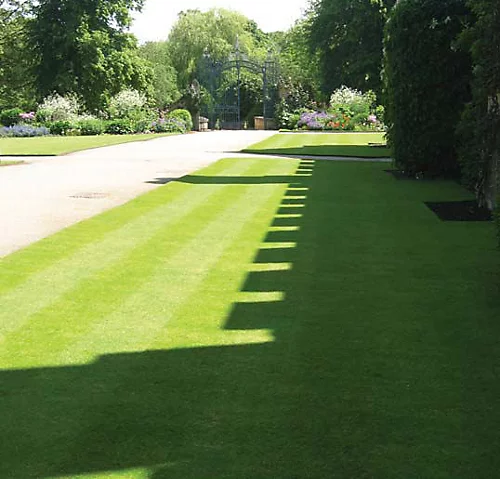 BS Slow Grow And Wildflower Companion Grass Seed (1 X 10kg) 3 BS Slow Grow And Wildflower Companion Grass Seed (1 X 10kg) - Image 3