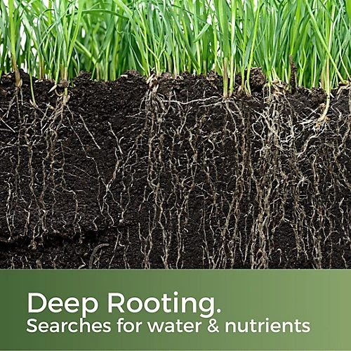 Clay King Grass Seed For Clay Soil 20kg (280-800m²) 4 Clay King Grass Seed For Clay Soil 20kg (280-800m²) - Image 4