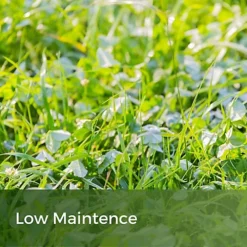 Clover Lawn Seed - Grass Seed & White Clover -Outsunny Garden Zone clover lawn seed grass seed white clover5060989690116 04c MP