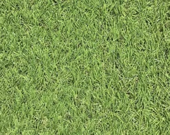 Dennis Medium Density Artificial Grass (L)4m (W)1m (T)22mm