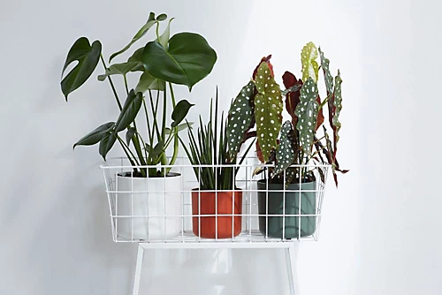 Elho B.for Soft Round 22cm Plastic Plant Pot In White 3 Elho B.for Soft Round 22cm Plastic Plant Pot In White - Image 3