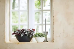 Elho Brussels Oval 36cm Plastic Plant Pot In Anthracite -Outsunny Garden Zone elho brussels oval 36cm plastic plant pot in anthracite8711904303846 04c MP