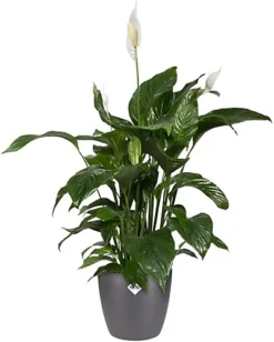 Elho Brussels Round 22cm Plastic Plant Pot In Anthracite -Outsunny Garden Zone elho brussels round 22cm plastic plant pot in anthracite8711904071622 03c MP