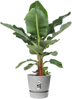 Elho Greenville Round 25cm Plastic Plant Pot In Living Concrete -Outsunny Garden Zone elho greenville round 25cm plastic plant pot in living concrete8711904345716 03c MP