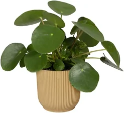 Elho Vibes 2PC Butter Yellow Recyclable Flower Pot 22cm (Dia) 6 Elho Vibes 2PC Butter Yellow Recyclable Flower Pot 22cm (Dia) -Outsunny Garden Zone elho vibes 2pc butter yellow recyclable flower pot 22cm dia 5059331209489 03c MP