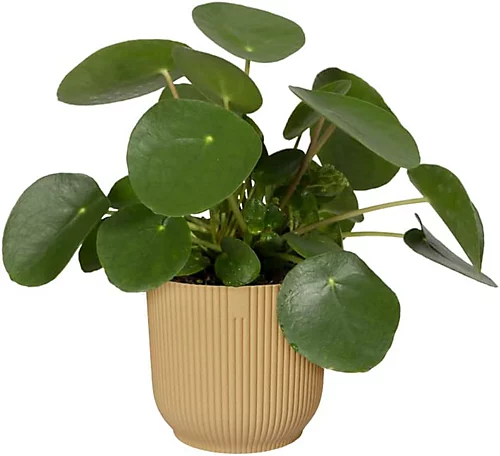 Elho Vibes 2PC Butter Yellow Recyclable Flower Pot 22cm (Dia) 3 Elho Vibes 2PC Butter Yellow Recyclable Flower Pot 22cm (Dia) - Image 3