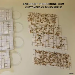 Entopest CCM Pheromone Pads (Tineola Bisselliella) -Outsunny Garden Zone entopest ccm pheromone pads tineola bisselliella 5060588165800 03c MP