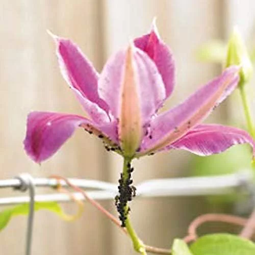 Enviro Works - Bug And Mildew Control - 1L 2 Enviro Works - Bug And Mildew Control - 1L - Image 2