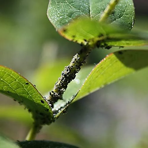 Enviro Works - Bug And Mildew Control - 1L 3 Enviro Works - Bug And Mildew Control - 1L - Image 3