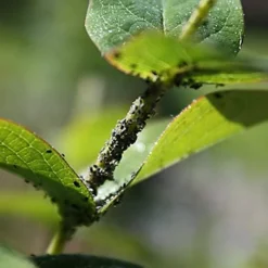 Enviro Works - Bug And Mildew Control - 2 X 1L -Outsunny Garden Zone enviro works bug and mildew control 2 x 1l5060744382751 03c MP