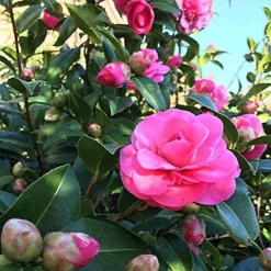 Enviro Works - Bug And Mildew Control - 500ml Super Concentrate -Outsunny Garden Zone enviro works bug and mildew control 500ml super concentrate5060744382737 05c MP