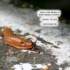 Enviro-works SlugBlast Slug Defence Plant Spray 2 X 1L -Outsunny Garden Zone enviro works slugblast slug defence plant spray 2 x 1l5060744386865 03c MP