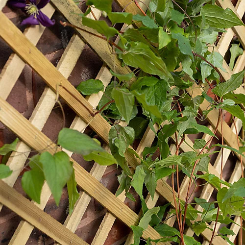 Forest Garden Trellis Natural Timber Rectangular Planter (H) 137cm X (W) 80cm 3 Forest Garden Trellis Natural Timber Rectangular Planter (H) 137cm X (W) 80cm - Image 3