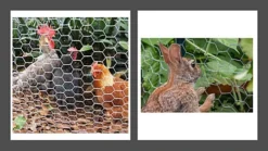 Galvanised Chicken Wire Mesh Rabbit Run Chicken Coop Fencing 5M X 0.6M X 13MM -Outsunny Garden Zone galvanised chicken wire mesh rabbit run chicken coop fencing 5m x 0 6m x 13mm5017193273598 04c MP