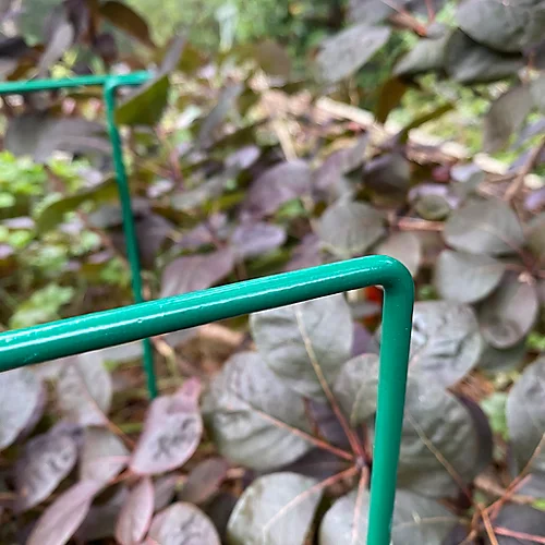 Garden Hoop Plant Bow Support System 30cm X 45cm (Pack Of 4) 4 Garden Hoop Plant Bow Support System 30cm X 45cm (Pack Of 4) - Image 4