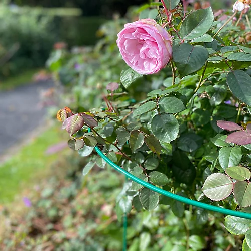 Garden Hoop Plant Bow Support System 45cm X 60cm (Pack Of 4) 2 Garden Hoop Plant Bow Support System 45cm X 60cm (Pack Of 4) - Image 2