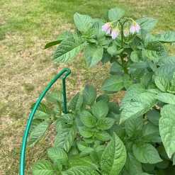 Garden Hoop Plant Bow Support System 45cm X 60cm (Pack Of 4) 6 Garden Hoop Plant Bow Support System 45cm X 60cm (Pack Of 4) -Outsunny Garden Zone garden hoop plant bow support system 45cm x 60cm pack of 4 5060575107547 03c MP