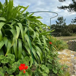 Garden Hoop Plant Bow Support System 52cm X 90cm (Pack Of 2)