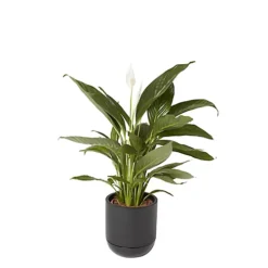 GoodHome Black Terracotta Circular Plant Pot (Dia)20.4cm 5 GoodHome Black Terracotta Circular Plant Pot (Dia)20.4cm -Outsunny Garden Zone goodhome black terracotta circular plant pot dia 20 4cm3663602441281 21c