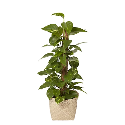 GoodHome Natural Seagrass Herringbone Circular Plant Pot (Dia)26.5cm 2 GoodHome Natural Seagrass Herringbone Circular Plant Pot (Dia)26.5cm - Image 2