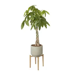 GoodHome Natural Wood Plant Pot (Dia)33.5cm -Outsunny Garden Zone goodhome natural wood plant pot dia 33 5cm3663602442370 21c bq