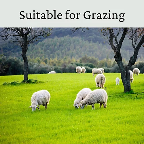 Horse Paddock Grass Seeds - Fast Growing Grass Seed For Repairs On Pastures & Gateways - Ultra Hard Wearing - 10kg - Garden 4 Horse Paddock Grass Seeds - Fast Growing Grass Seed For Repairs On Pastures & Gateways - Ultra Hard Wearing - 10kg - Garden - Image 4