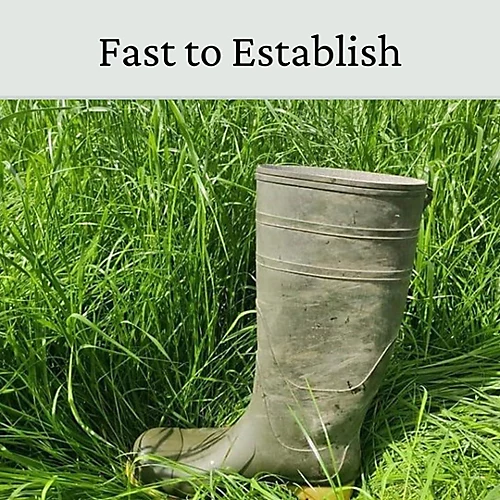 Horse Paddock Grass Seeds - Fast Growing Grass Seed For Repairs On Pastures & Gateways - Ultra Hard Wearing - 20kg - Garden 4 Horse Paddock Grass Seeds - Fast Growing Grass Seed For Repairs On Pastures & Gateways - Ultra Hard Wearing - 20kg - Garden - Image 4