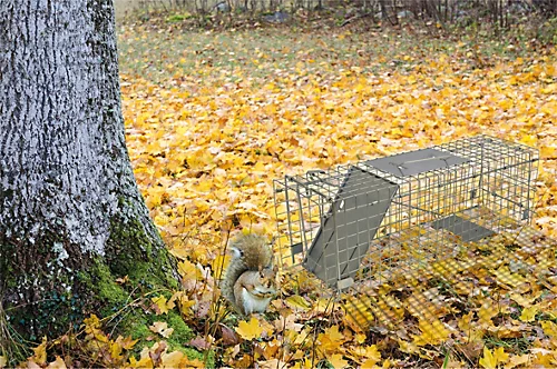 Indoor Outdoor Collapsible Live Animal Humane Trap For Pests Rabbits, Squirrels 1 Indoor Outdoor Collapsible Live Animal Humane Trap For Pests Rabbits, Squirrels