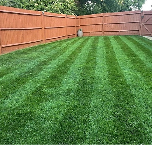 KissMyGrass Autumn & Winter Lawn Fertiliser 6.5.10 + Fe + Mg (25 X 20kg) 2 KissMyGrass Autumn & Winter Lawn Fertiliser 6.5.10 + Fe + Mg (25 X 20kg) - Image 2