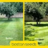 KissMyGrass Spring & Summer Lawn And Sportsfield Fertiliser 11.5.5 (1 X 20kg)