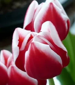 KissMyGrass Weed, Feed & Moss Killer (25 X 20kg)